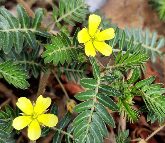 TRIBULUS TERRESTRIS boosts libido, alleviates mild erectile dysfunction and supports fertility.