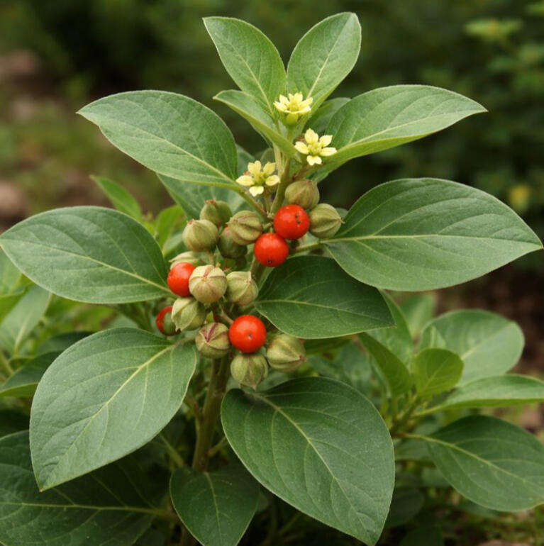 ASHWAGANDHA (Withania Somnifera) to reduce stress, boost vitality, support hormonal balance, reproductive health & physical performance.