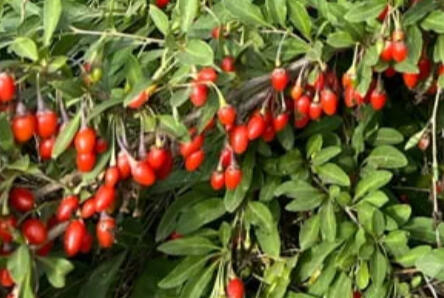 Gojii Berries (Lycium Barbarum)