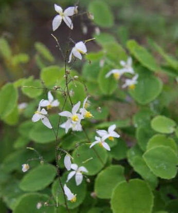 HORNY GOATWEED (Epimedium Brev) supports erectile function, boosts libido and increase overall vitality.